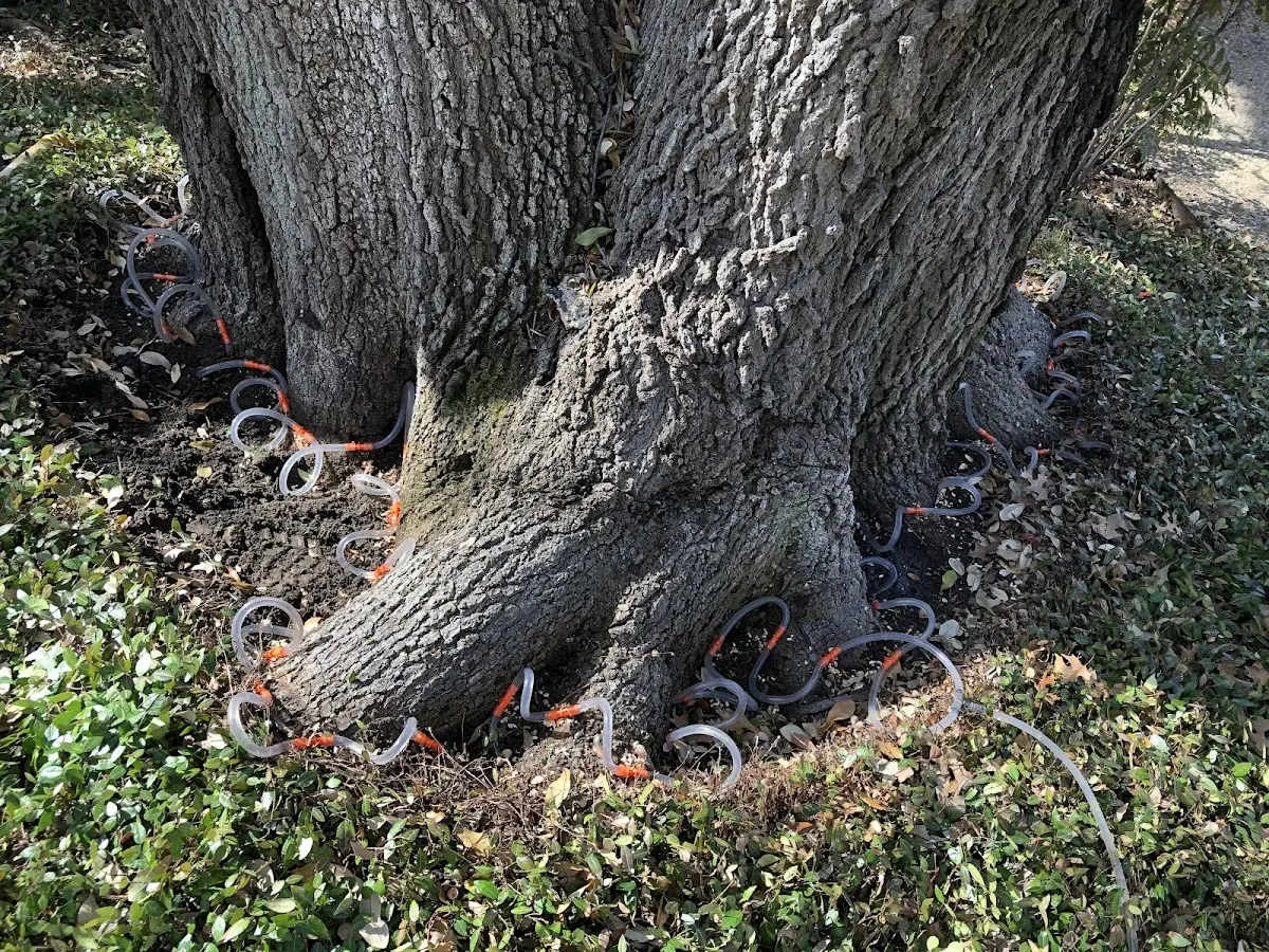Detailed Tree Cabling and Bracing job site in La Salle